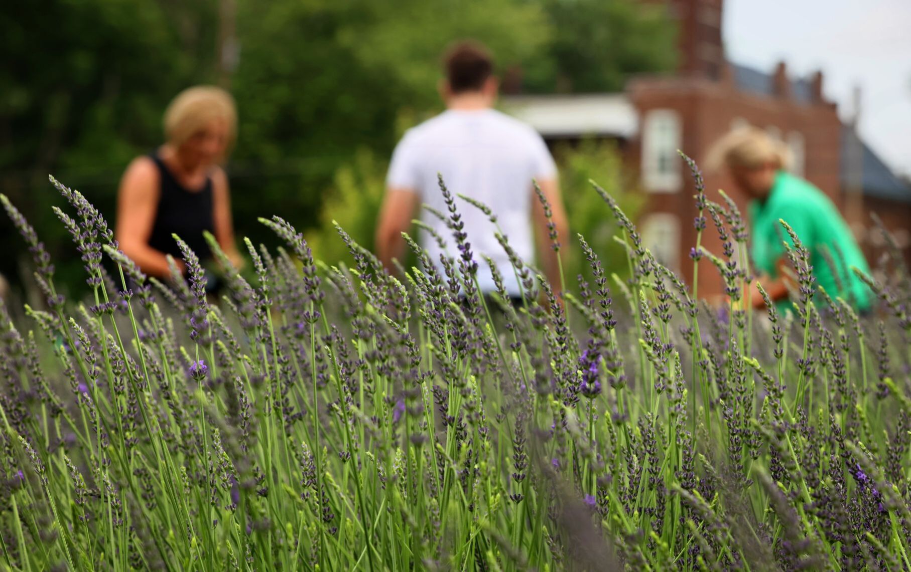 Harvest time at College Hill Lavender farm
